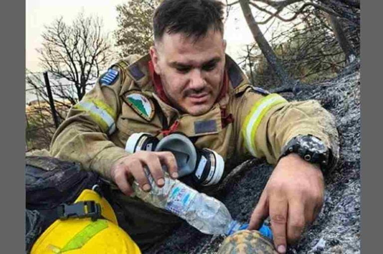 Viral η φωτογραφία πυροσβέστη που δίνει νερό σε χελώνα, στα καμένα της Αχαΐας