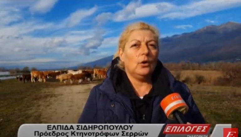 Κτηνοτρόφοι Σερρών: “Μετρούν τις πληγές τους από τον κορωνοϊό” (video)
