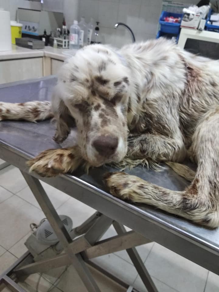 σκυλάκι που βρέθηκε πυροβολημένο και με σπασμένο το σαγόνι στο βουνό Μπέλλες Σερρών
