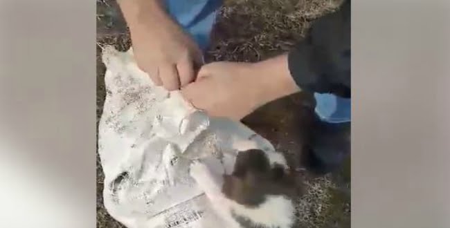 Σέρρες: Έβαλε σε ένα τσουβάλι 8 σκυλάκια και τα πέταξε στον γκρεμό(video)