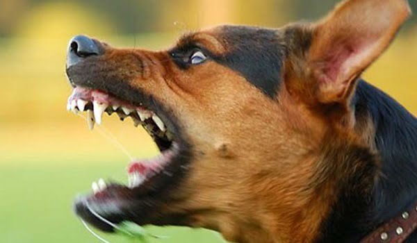 Σκύλος δάγκωσε ηλικιωμένο στο κέντρο των Σερρών- Παρέμβαση εισαγγελέα