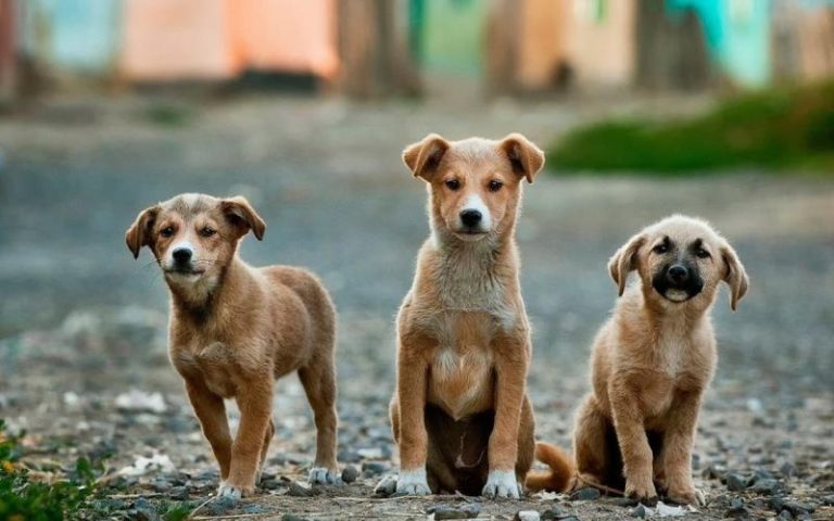 Θεσσαλονίκη: Σχέδιο για δημοτικό κτηνιατρείο και ασθενοφόρο ζώων