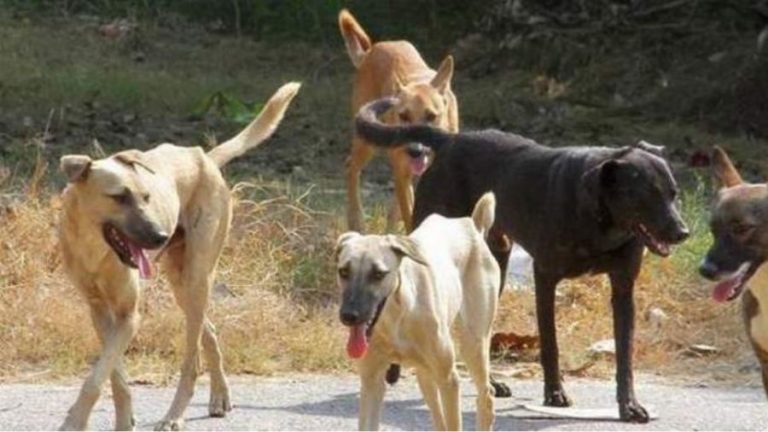 Θεσσαλονίκη: Σε σοβαρή κατάσταση 65χρονος που δέχθηκε επίθεση από αγέλη σκύλων