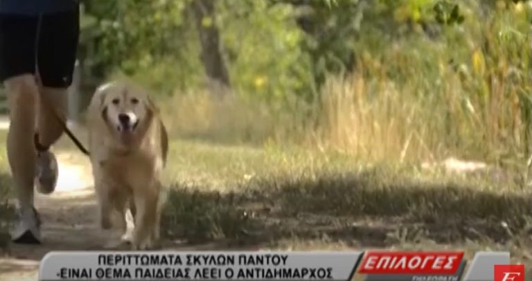 Σέρρες: Περιττώματα σκύλων παντού- Είναι θέμα παιδείας, λέει ο αντιδήμαρχος- video