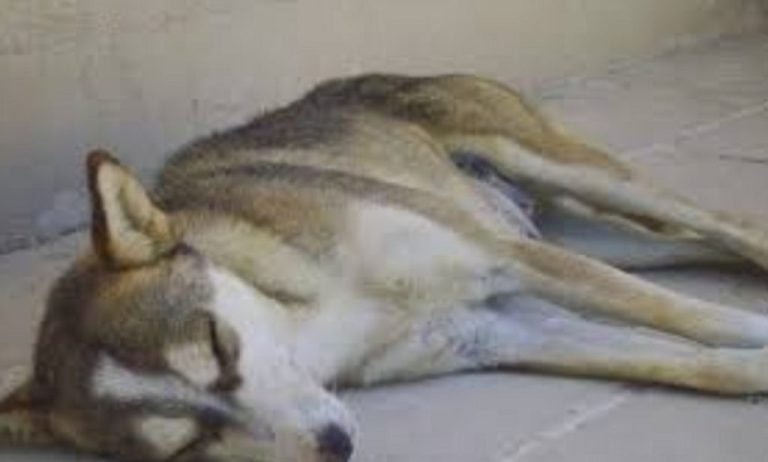24 μήνες φυλακή σε άντρα που σκότωσε με καραμπίνα αδέσποτο σκυλί