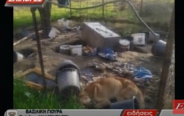 Σέρρες: Άγρια κακοποίηση ζώου σε περιοχή της Ροδόπολης (video)