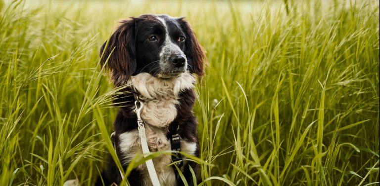 Θεσπρωτία: Κτηνοτρόφος κρέμασε σκυλί σε μανταρινιά – Σοκαρισμένος ο ιδιοκτήτης