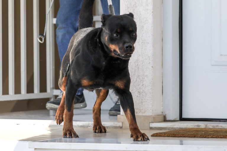 Τραγωδία με ροτβάιλερ: Σκύλος στο… σακί – Σκοτώνει η άγνοια για τα χαρακτηριστικά κάθε ράτσας