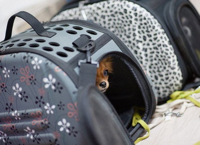 Σκύλος και γάτα στο πλοίο: Πώς μεταφέρουμε τα κατοικίδια στις διακοπές – Τι προβλέπει η νομοθεσία