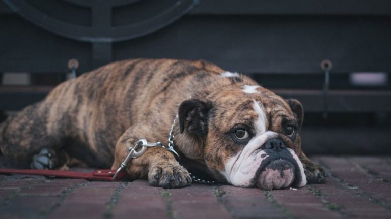 Τα 11 σημάδια «κατάθλιψης» στον σκύλο