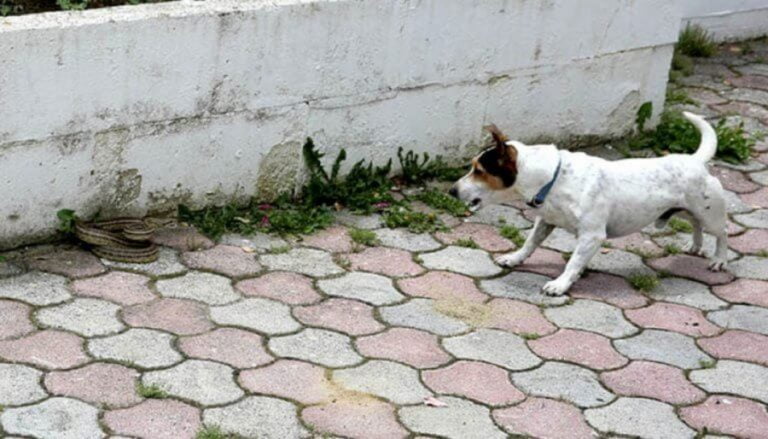 Ατρόμητος σκύλος τα έβαλε με φίδι στην Καστοριά (ΦΩΤΟ)