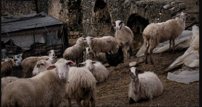 Εγινε και αυτό: Σε ηλεκτρονικό πλειστηριασμό… 200 πρόβατα!