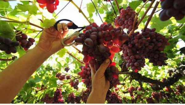 Στην Νάουσα ιδρύεται η πρώτη ακαδημία οίνου