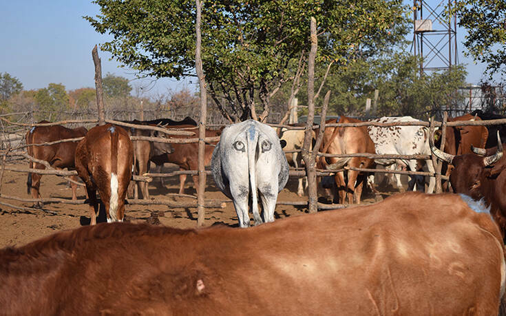 Υπάρχει λόγος που κάποιοι ζωγραφίζουν μάτια στους πισινούς των αγελάδων