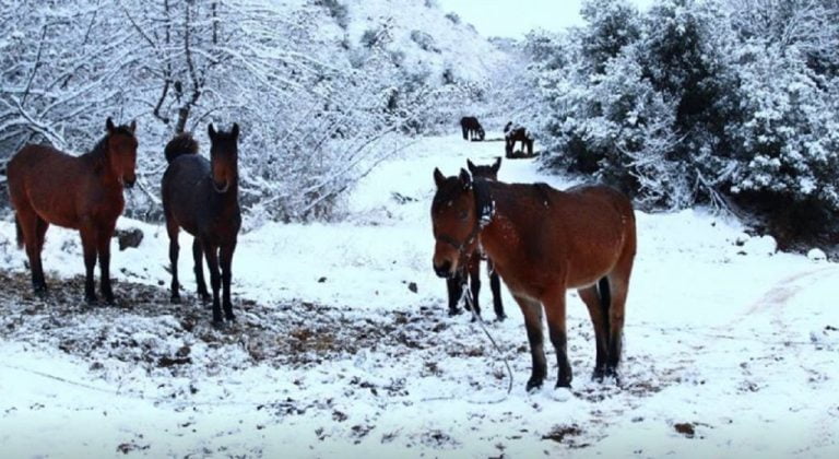 Σέρρες: Εικόνες άγριας ομορφιάς στο χιονισμένο Στρυμονικό