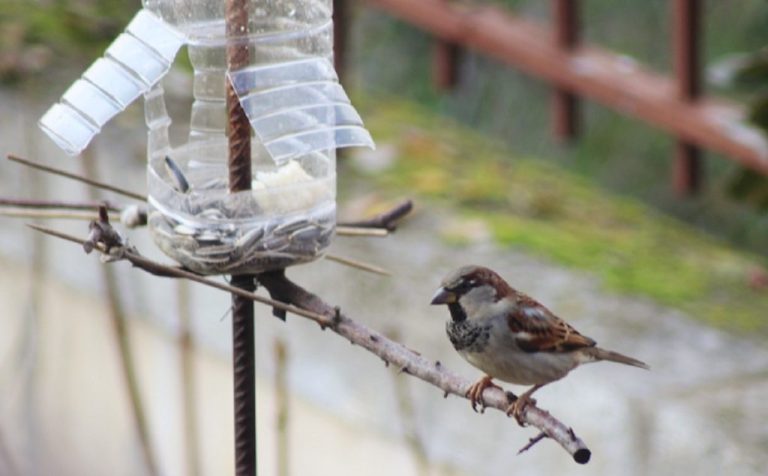 Περιβαλλοντική δράση στις Σέρρες : Φτιάχνουμε ταΐστρες για πουλιά από ανακυκλώσιμα υλικά