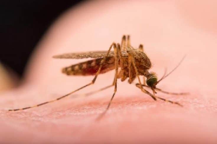 ΕΚΤΑΚΤΟ: Άλλος ένας θάνατος από ιό του Δυτικού Νείλου στις Σέρρες- Δυο νέα κρούσματα (video)