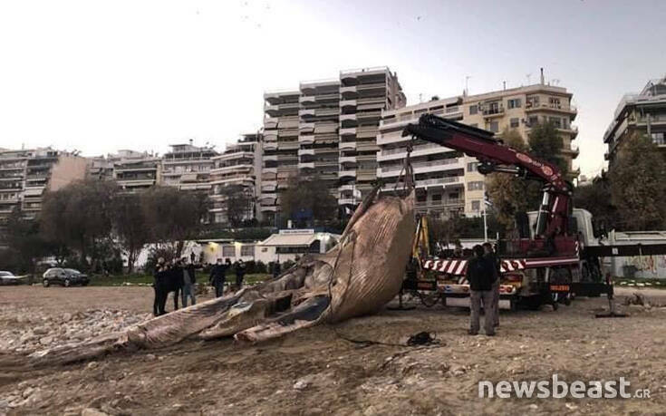 Εικόνες από τη μεταφορά της νεκρής φάλαινας που ξεβράστηκε στον Πειραιά (φωτο)