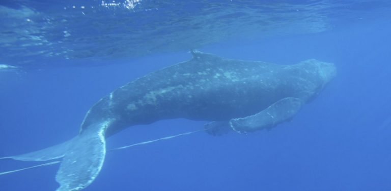 Ισλανδία: Πάνω από 50 φάλαινες εκβράσθηκαν στις ακτές