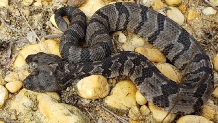 Ένα σπάνιο φίδι με δύο κεφάλια βρέθηκε στις ΗΠΑ – Έχει τέσσερα μάτια και δύο γλώσσες (Βίντεο)