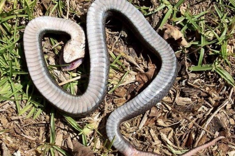 Προειδοποιούν οι Αρχές για το «φίδι – ζόμπι»: Προσποιείται ότι είναι νεκρό και επιτίθεται