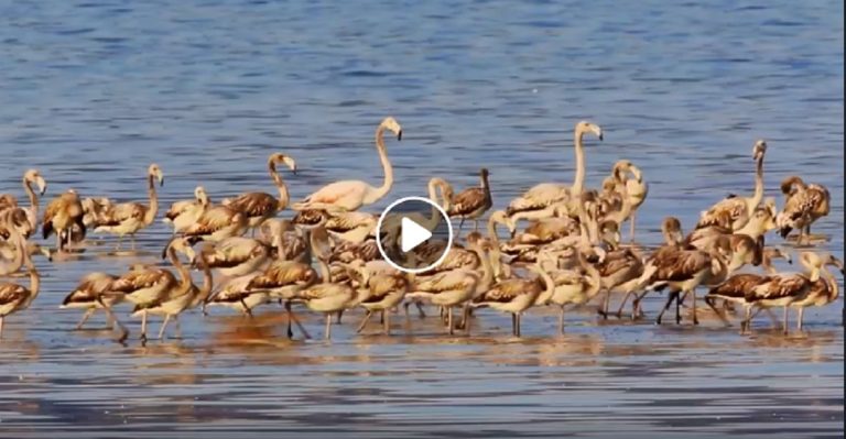 Σέρρες: Περισσότερα από 6.000 φλαμίνγκο έφτασαν στην Λίμνη Κερκίνη(video)