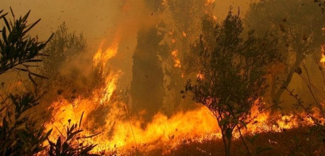 Φωτιά στον Έβρο: Οι φλόγες έφτασαν στο δάσος της Δαδιάς
