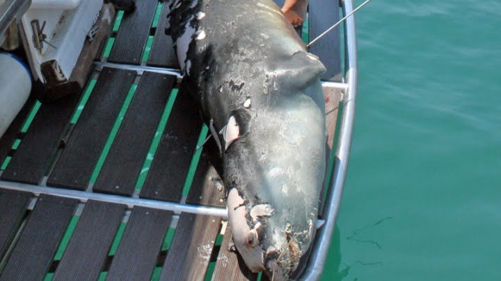 Σκότωσαν τον “Κωστή”, τη διάσημη φώκια – μασκότ της Αλοννήσου