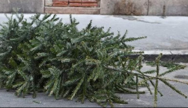 ΦΟΔΣΑ Κεντρικής Μακεδονίας: Κανένα Χριστουγεννιάτικο Δέντρο σε ΧΥΤΑ