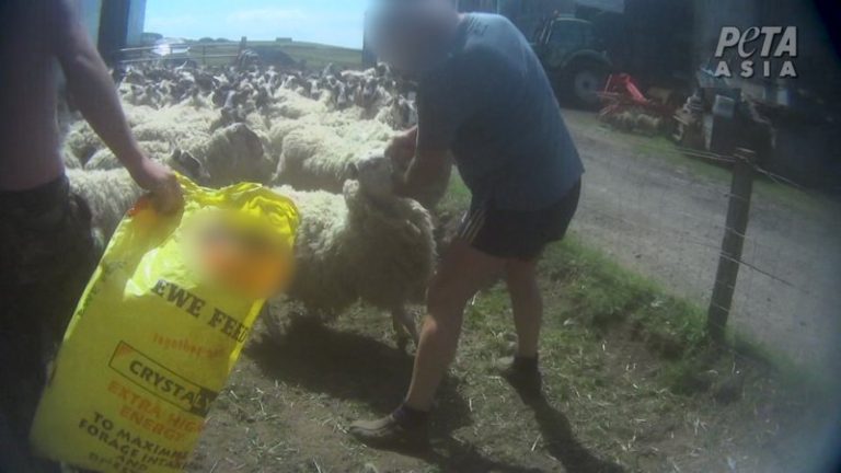 Βρετανία: Κτηνοτρόφος καταδικάσθηκε σε πρόστιμο γιατί χτυπούσε τα πρόβατά του με γροθιές στο κεφάλι