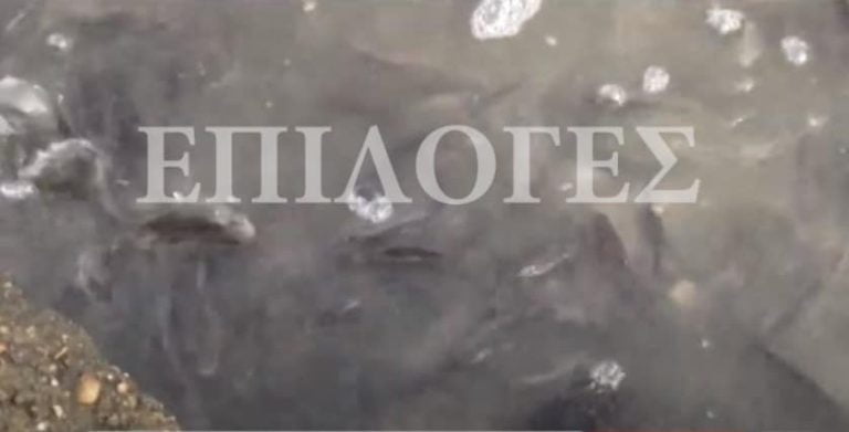 Σέρρες: Γέμισαν ψάρια τα πλημμυρισμένα χωράφια στην Μαυροθάλασσα – video