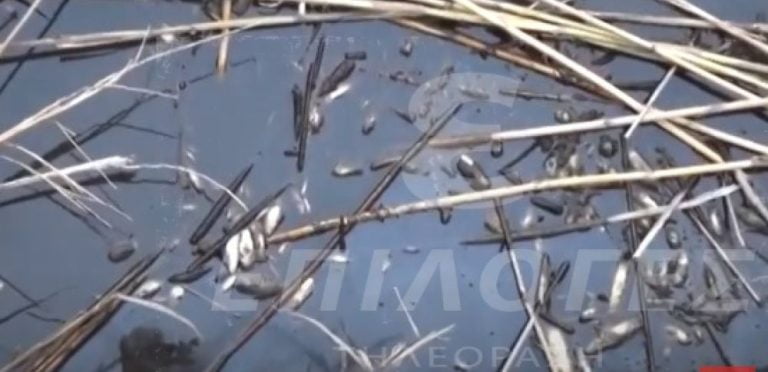 ΔΑΟΚ Σερρών: Ελήφθησαν δείγματα από τα νεκρά ψάρια- Αφύσικο το φαινόμενο (video)
