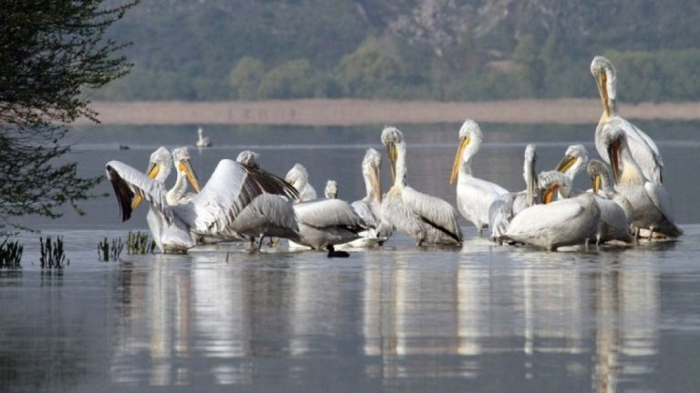 Σέρρες: Τέσσερις αργυροπελεκάνοι νεκροί στην λίμνη Κερκίνη από τον ιό της γρίπης των πτηνών