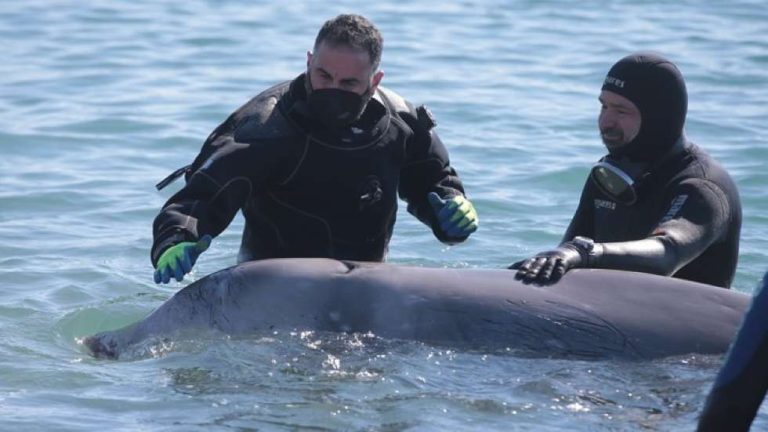 Φάλαινα «Ζιφιός»: Τι έδειξε η νεκροψία – Το χρόνιο νόσημα που έπασχε ο «Σωτήρης»