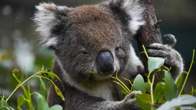 Είδος υπό εξαφάνιση χαρακτηρίστηκαν τα κοάλα στην Αυστραλία