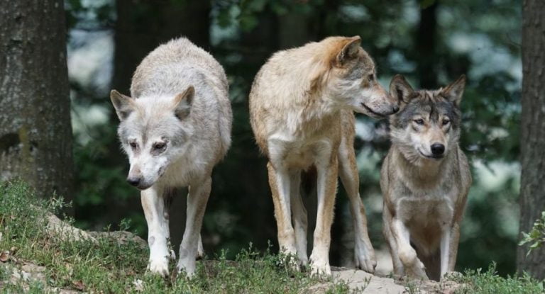 Επιθετικό είδος λύκου κατακρεούργησε δύο σκυλιά στον Διόνυσο-  Δεν υπάρχει «Μονόλυκος», λέει η Καλλιστώ