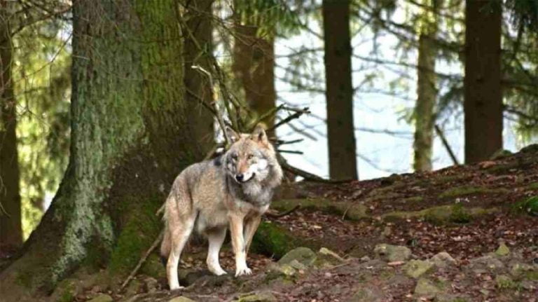 Λύκοι στον Διόνυσο: Η «ΚΑΛΛΙΣΤΩ» δίνει οδηγίες για την πιθανή επίθεση σε σκύλους