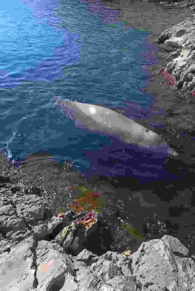 Βουλιαγμένη: Βρέθηκε φαλαινοειδές στα Λιμανάκια (φωτο+video)