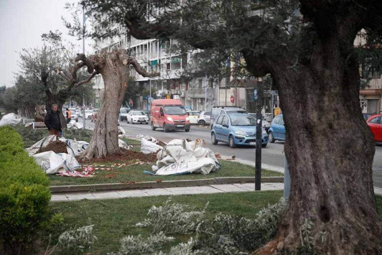 Θεσσαλονίκη: Δύο αιωνόβια ελαιόδεντρα καλωσόρισε σήμερα η γειτονιά της οδού Αγγελάκη