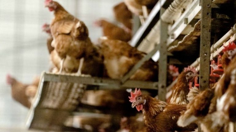 Καθηγητής ΑΠΘ: Η κυκλοφορία ιών της γρίπης των πτηνών δεν σημαίνει πάντα απειλή για τη δημόσια υγεία