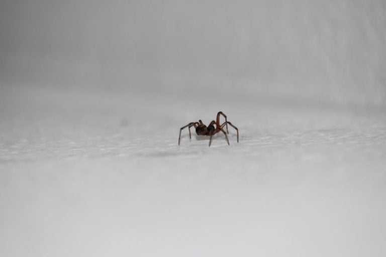 Γιατί δεν πρέπει να σκοτώνονται οι αράχνες που εντοπίζονται στο σπίτι, σύμφωνα με τους ειδικούς