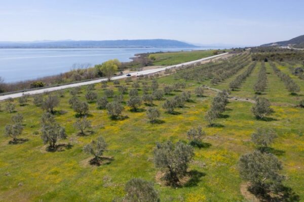 Αγριελιές στη Βόλβη