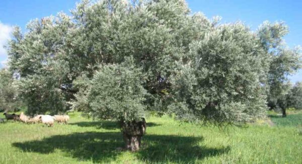 ΔΑΟΚ Σερρών- Αντιμετώπιση εντόμων και ασθενειών στις καλλιέργειες της ελιάς και της αμπέλου