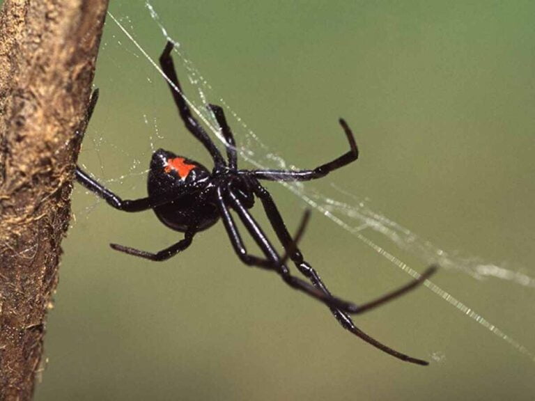 αράχνη «μαύρη χήρα»