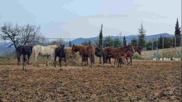 Άγρια άλογα σε δημοπρασία από τον δήμο