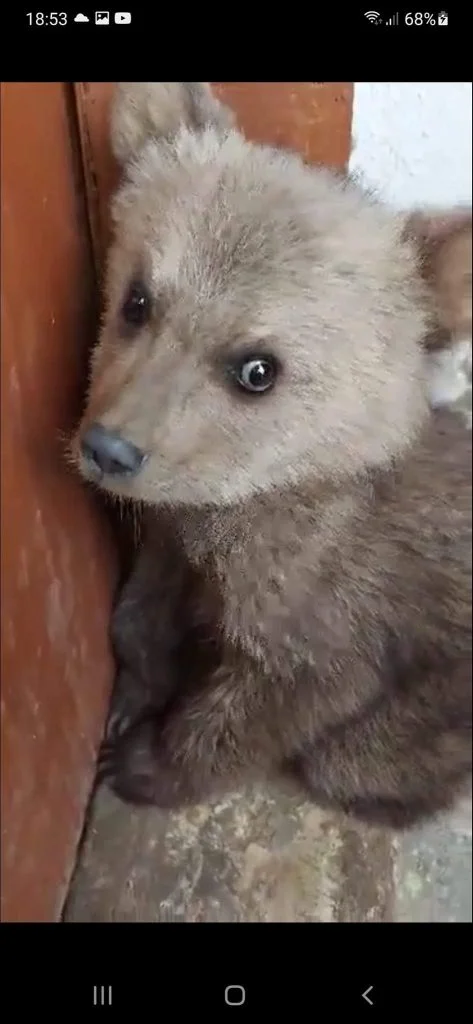 Φλώρινα: Απροσδόκητος επισκέπτης ένα μικρό και φοβισμένο αρκουδάκι 