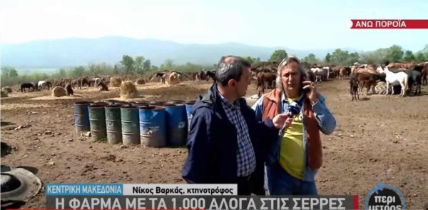 Η φάρμα με τα χίλια άλογα στα Άνω Πορόια Σερρών
