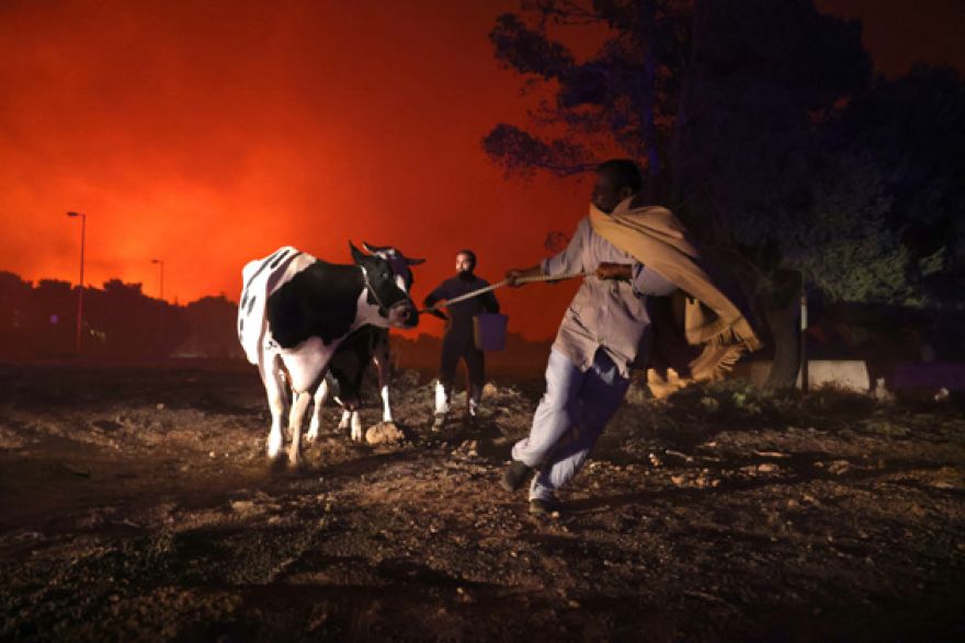 Κάτοικοι των Θρακομακεδόνων εκκενώνουν την περιοχή και μετακινούν τα ζώα τους μακριά από την δασική πυρκαγιά, στις 7 Αυγούστου 2021.
