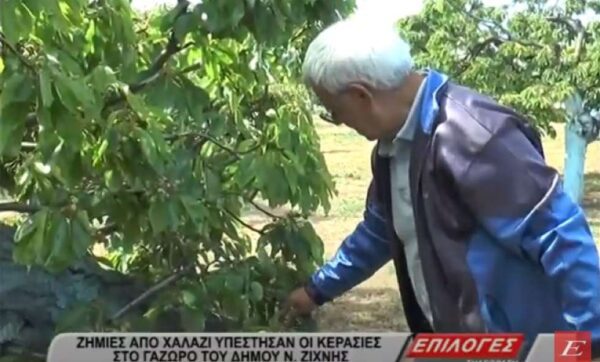 Μεγάλες ζημιές σε κεράσια και καρύδια από την χαλαζόπτωση στον Γάζωρο