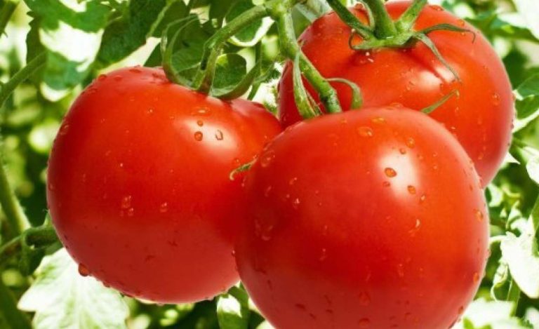 Δημιουργήθηκαν οι πρώτες γενετικά τροποποιημένες ντομάτες που παράγουν έξτρα βιταμίνη D